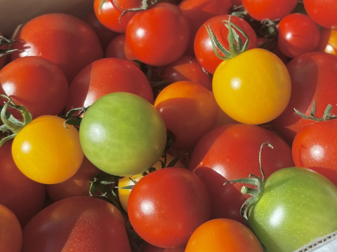 【ギフト】LOOP select｜カラフルミニトマトmix＆フルティカ食べ比べセット（1.2kg）