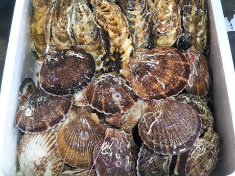 牡蠣＆ホタテのセット　バラ牡蠣８ｋｇとホタテ８ｋｇ