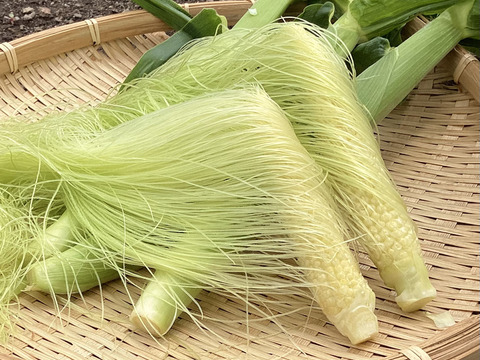 【夏ギフト】高糖度！2品種食べ比べ＆ベビーコーン　ドルチェ・恵味　とうもろこしセット4.5kg