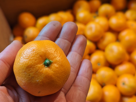 蔵出しみかん約3kg世界農業遺産認定の和歌山県海南市下津町の特産品