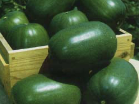 健康野菜 姫冬瓜5玉約10キロ