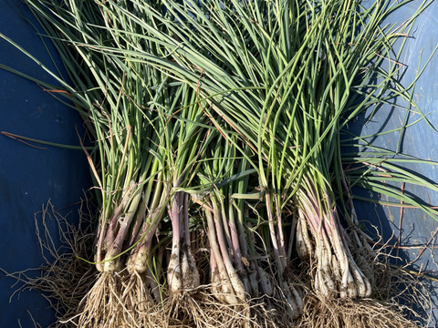 〜南国土佐旬便り〜農薬・化学肥料不使用! 爽やかな辛味と香り《土つき》エシャレット【約300g】