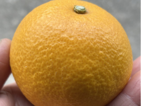 紀の川　八朔　小玉Sサイズ５kg（箱込み）格安！　おいしさは一緒！