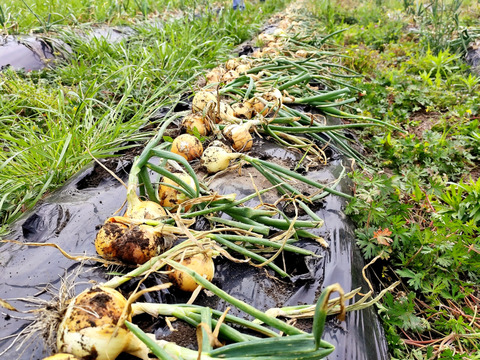 まるごとおいしい！愛情たっぷり、肥料、農薬不使用の自然栽培新玉ねぎ(10㎏)