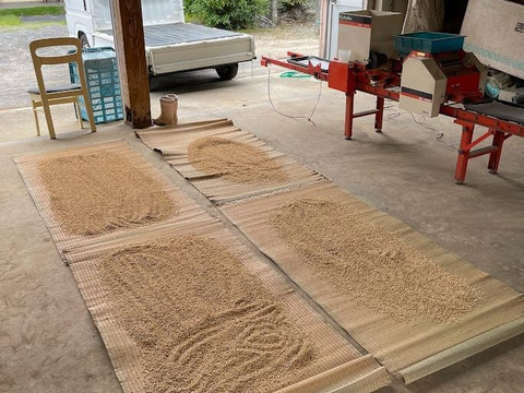 【10%値引き中・数量限定！】阿蘇白川水で育てた白米2キロ＆玄米3キロ「熊本限定品種くまさんの力」（農薬化学肥料不使用）