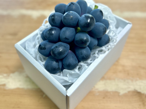 【夏ギフト】皮ごと食べられる！泉州パープル厳選1房