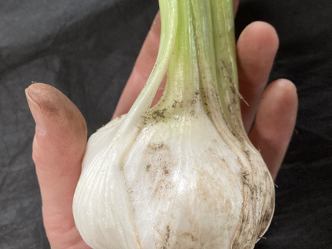 【セット商品】生にんにく24玉と訳あり土付き生にんにく20玉【6月中旬以降お届け】