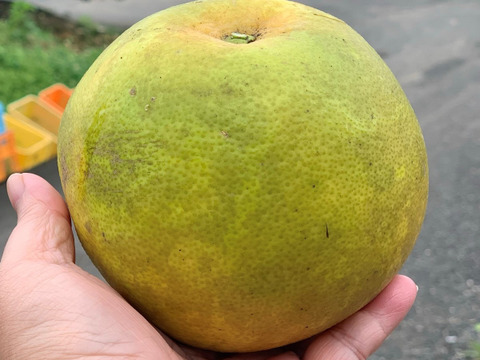 完熟後期につき値下げ 国産グレープフルーツ 白 4kg 宮崎県産の果物 食べチョク 産地直送 産直 お取り寄せ通販 農家 漁師から旬の食材を直送