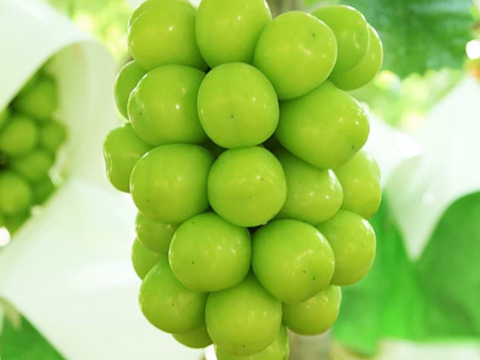 岡山県産シャインマスカットのドライフルーツ無添加、砂糖などの調味料は使っておりません✨30g✖️3袋セット🎶