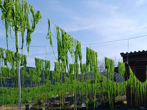 【希少！天然・天日！】伝統製法で仕上げた海藻３種セット　（メール便）