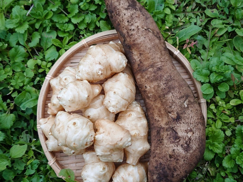 ヤーコンと菊芋のセット ✽ 農薬化学肥料不使用【合計2kg】