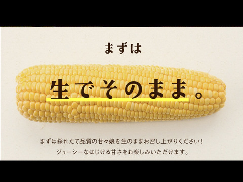 独自開発した比重選別した『すぐ食べ朝採り』トウモロコシ3〜5本【5月中旬から早期発送】※限定生産