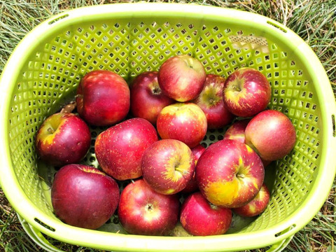 【収穫翌日発送】濃厚な旨さ！「秋映」3キロ箱【葉とらず】JA基準より60％減の低農薬栽培