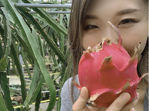 【赤・白】食べ比べセット　紅白セット群馬県産ドラゴンフルーツ1キロ