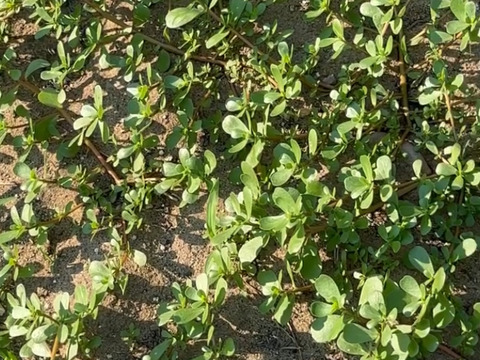 山形の夏の伝統野菜スベリヒユ（ひょう）1kg（200g×5袋）