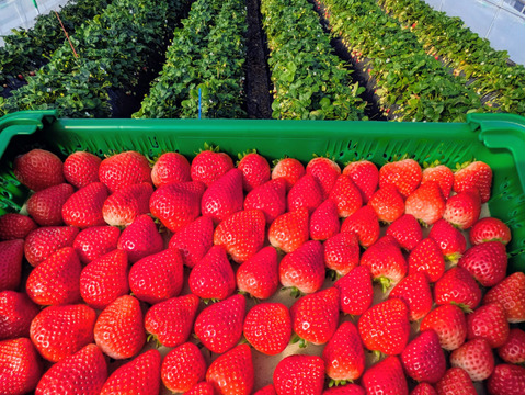朝摘み！栃木県産★完熟とちあいか！大玉！甘くて酸味が少ない品種です！