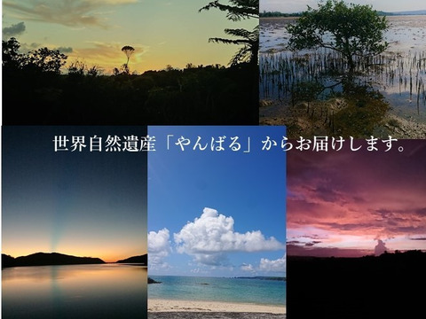 【今が旬！！】贈答用 2㎏ 熨斗対応可。世界遺産「やんばる」から直送 完熟マンゴー 2kg　4～6玉 特撰 果汁があふれ出す、甘みたっぷり。7月上旬から順次発送