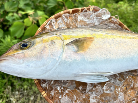 冷凍‼️血抜き済活け〆天然カンパチ！鮮度抜群！片身入り(2分の1)