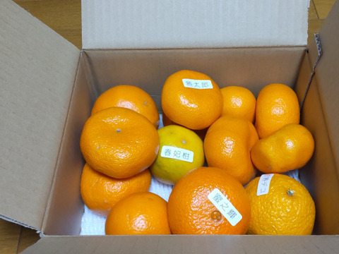 【柑橘食べ比べ】甘～いみかん！お手頃価格で食べきりサイズ！旬のこだわり柑橘をまるごと楽しむ！３～５種類入り！何の品種が入っているか「お楽しみかん」 ご家庭用　約2kg入【商品番号999】