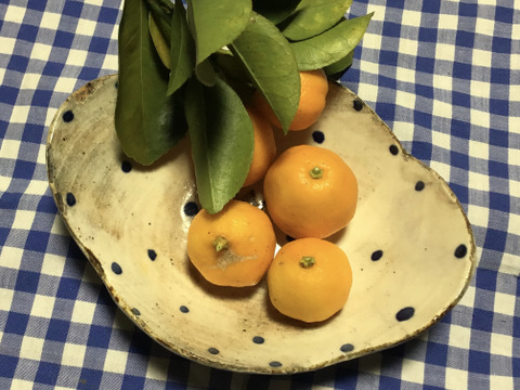 【農薬不使用】加工用　金柑お試し500g