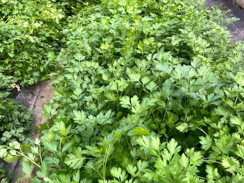 【最短即日出荷】イタリアンパセリ 250g