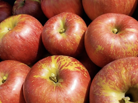 訳あり 小玉 サンつがる 3キロ箱 12～15玉 長野県産