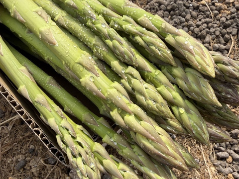 【2027年予約販売】香川県産アスパラ　Lサイズ1キロ「さぬきのめざめ」