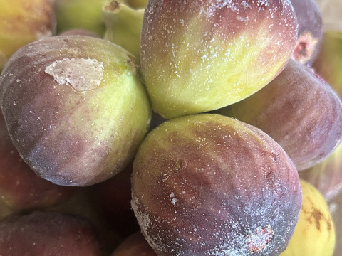 冷凍　いちじく　4kg