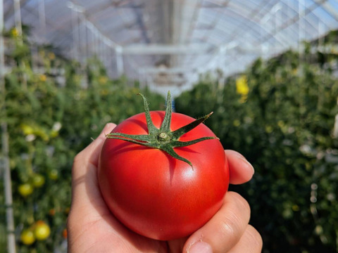 平均糖度8度以上！！べっぴん！大玉濃旨フルーツトマト（箱入り・約1.2kg)