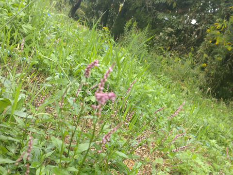 野草「イヌタデ」別名「アカマンマ」生葉☆可愛いピンク色の花部を料理の彩りに☆畑内の管理された場所でのイヌタデ🌿10本以上🏣ゆうパック