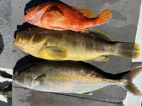 明日朝まで限定！捕れたて！カンパチ・カサゴ・アオナ 約3kgオーバー 長崎県対馬市(内臓・鱗処理済)