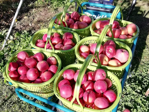 サンつがる　加工用（生食も可）　約10キロ【葉とらず】JA基準より60％減の低農薬栽培