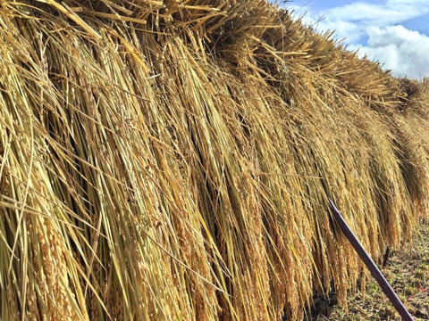 農薬化学肥料不使用『もちひかり』玄米３kg令和７年　信州佐久穂産