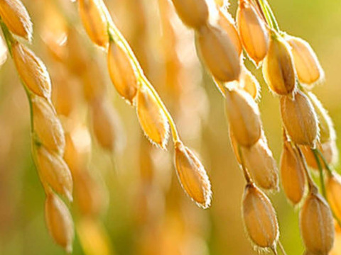 R7年産 北海道鷹栖町産 ななつぼし（精米5kg）
寒暖差が育む旨み【すずき農園】