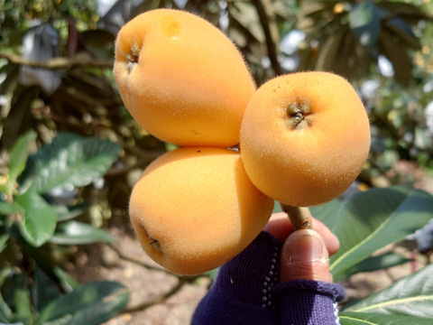 選果落ち【露地びわ】1,800g加工向き