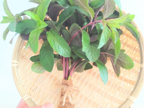 ペパーミント10本以上🌿爽やかな香り🌿約15cm☆自然栽培🏣ゆうパック
