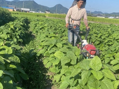 自然栽培農家が種から育てた『醤油』500ml