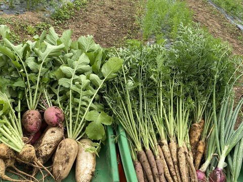 ”ノウフク“　カラフル野菜セット　６～８種 　【栽培期間中　農薬化学肥料不使用】