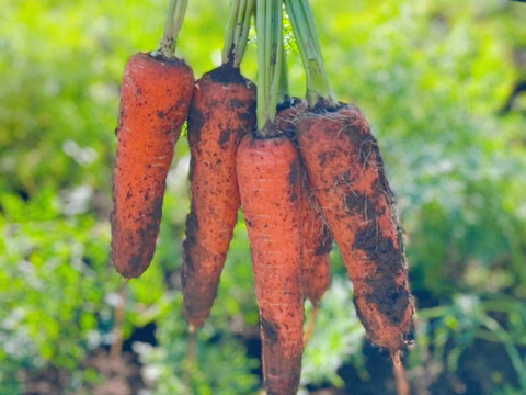 北総台地　寒暖差10度以上【農薬・化学肥料不使用】人参ジュースにもおすすめ！５kg