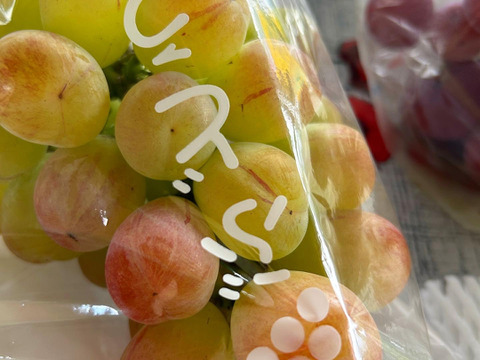 【家庭用】紅色シャイン品種の大粒ぶどう バイオレットキング800g(2~3房)