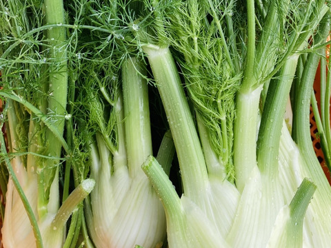 富山県産 フェンネル フィノッキオ 約1kg