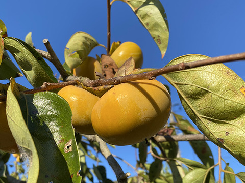 【秋の味覚】さっぱりした甘さ！柿（総量約2kg、14～17個入）農薬・化学肥料不使用