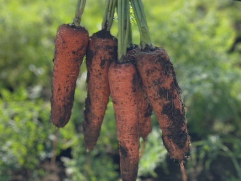 一年で今が一番美味しい！！人参＆ほうれん草！！人参２kg＋ほうれん草１kg【農薬・化学肥料不使用】