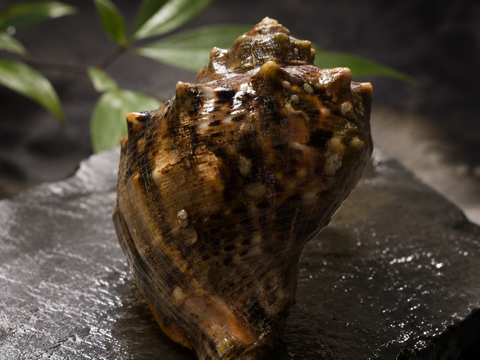 日間賀島産 アカニシ貝 1kg｜美味しい
魚介類は知名度だけじゃない 
僕は広めたい本物の味を