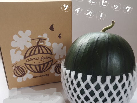 小玉スイカだけどビッグサイズ!
【化学肥料不使用】シャリっとジュワッと、小玉スイカひとりじめボンボンリッチ1玉入り（約4~5kg前後）