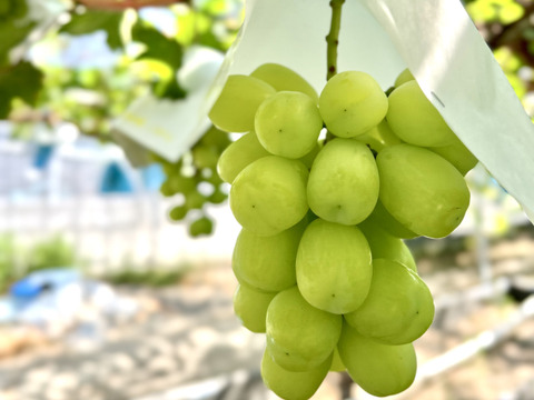 《おすすめ》食感が楽しい！サニードルチェ＋天晴(あっぱれ)の2色セット　1.1kg〜