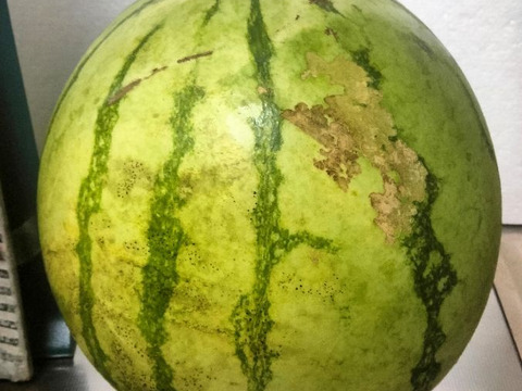 【訳あり】兵庫産　夏武輝 大玉スイカ1玉　ご家庭用⑤