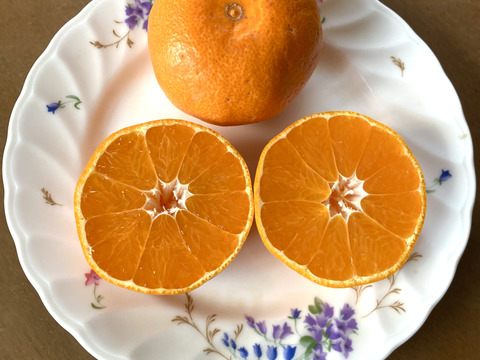 食べたらやみつき！【絶品】　糖度15度以上『興津早生みかん』　３kg