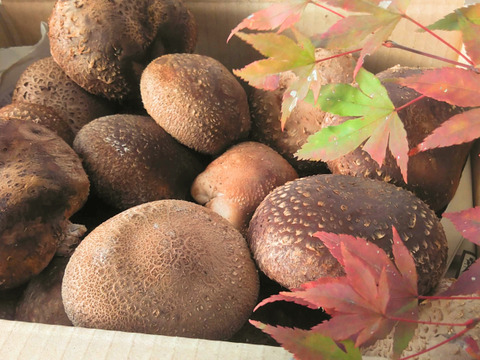 旬をお届け！原木育ちの秋子しいたけ