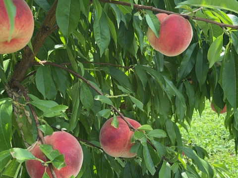 桃 まどか 3キロ箱 9～13玉 長野県産